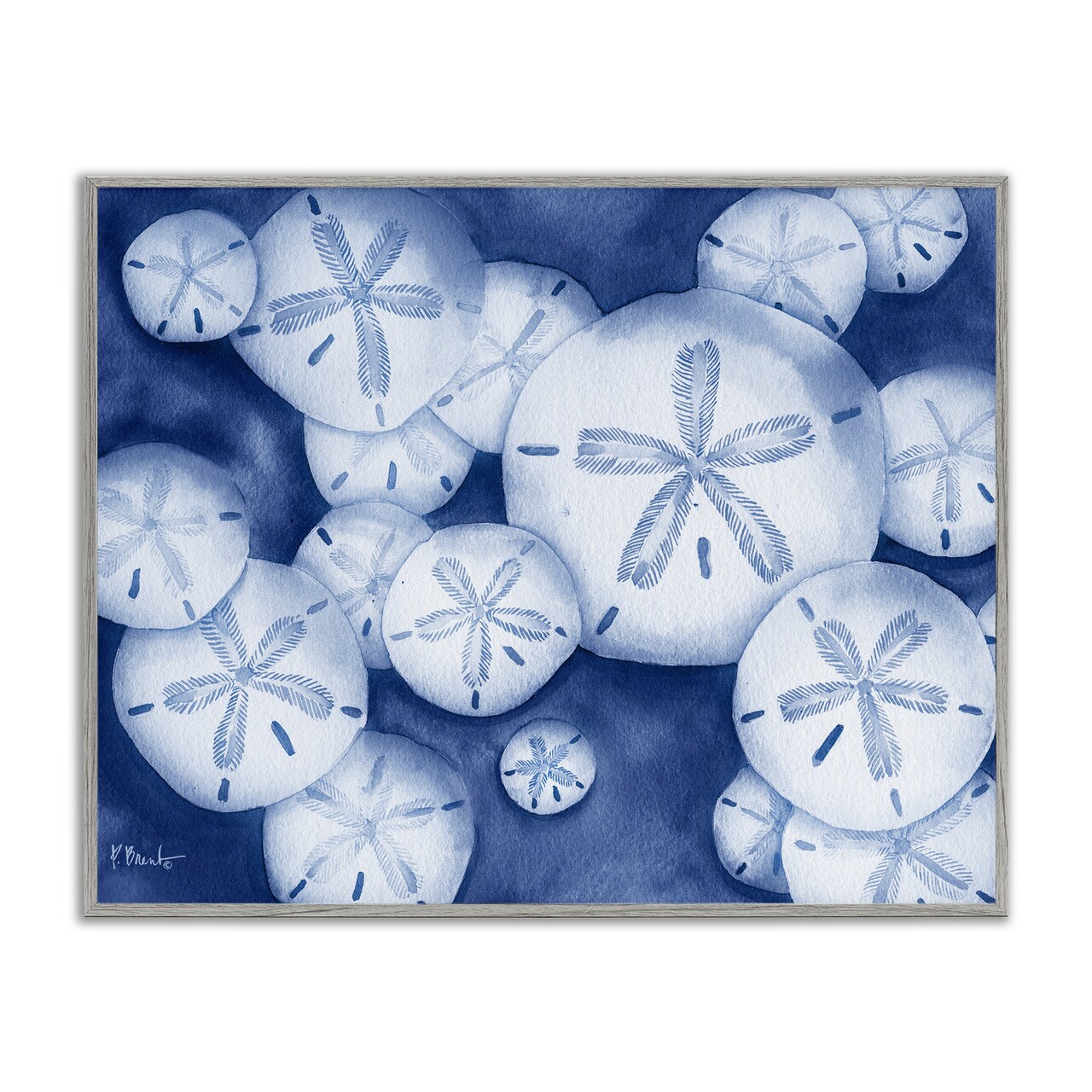 Stupell Industries Watercolor Style Sand Dollars Framed Giclee Design by Paul Brent